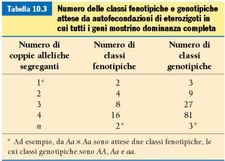 Numero di classi fenotipiche e genotipiche n= numero di coppie