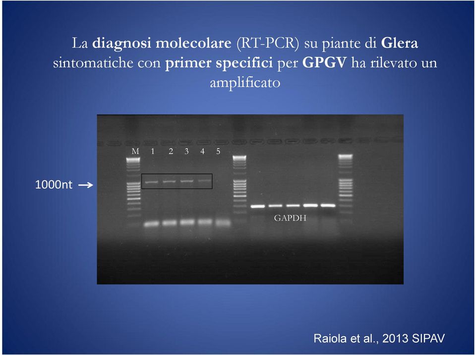 per GPGV ha rilevato un amplificato M 1 2