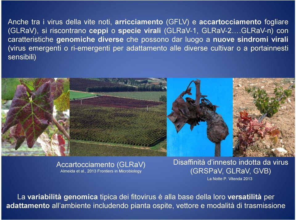 portainnesti sensibili) Accartocciamento (GLRaV) Almeida et al., 2013 Frontiers in Microbiology Disaffinità d innesto indotta da virus (GRSPaV, GLRaV, GVB) La Notte P.