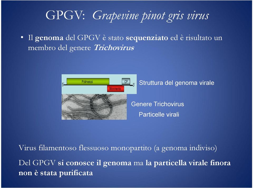Trichovirus Particelle virali Virus filamentoso flessuoso monopartito (a genoma