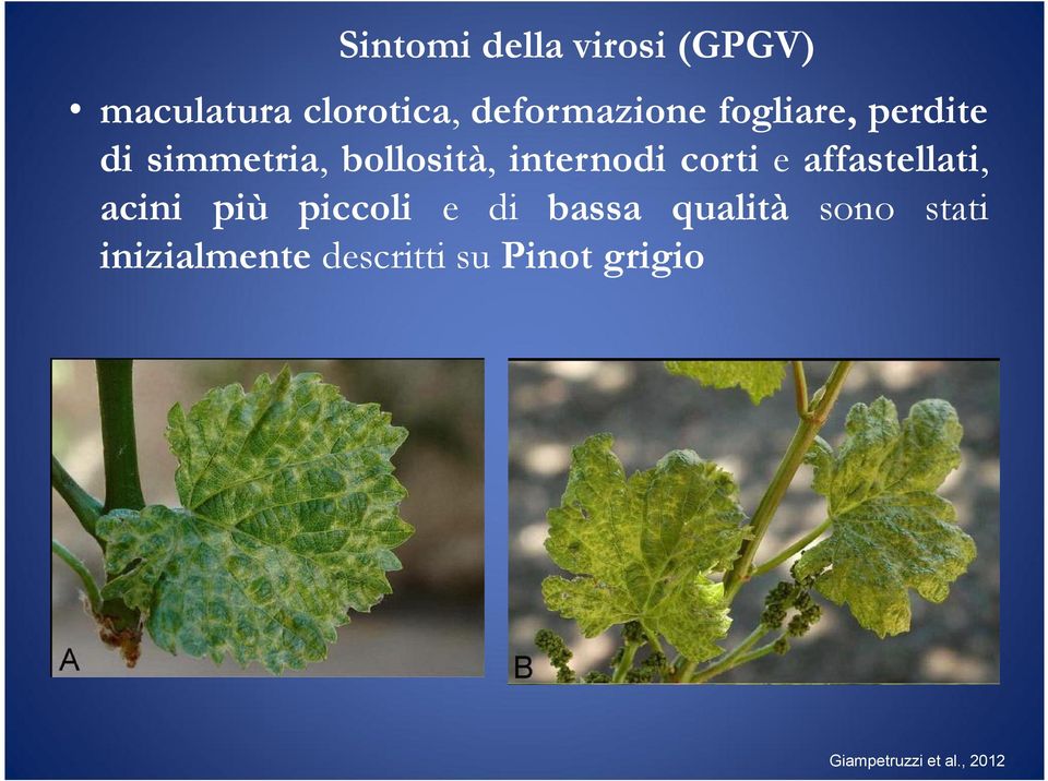 affastellati, acini più piccoli e di bassa qualità sono stati