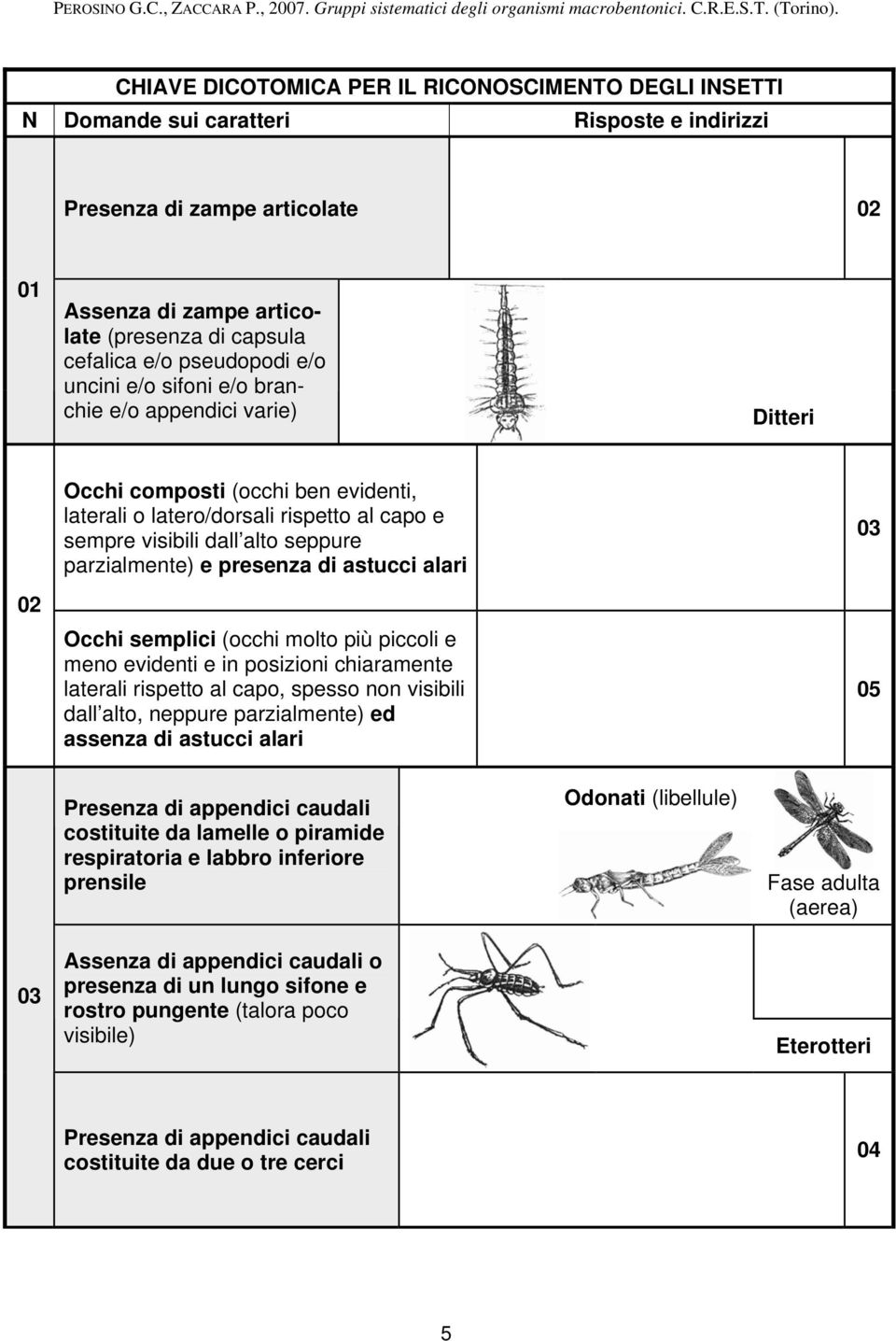 parzialmente) e presenza di astucci alari Occhi semplici (occhi molto più piccoli e meno evidenti e in posizioni chiaramente laterali rispetto al capo, spesso non visibili dall alto, neppure