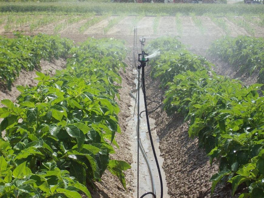 Confronto tra metodi irrigui su patata 1999-2001: pioggia (mini-irrigatori)