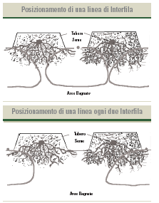 stesura dell ala gocciolante in fondo al solco problemi: non si bagna il monticello crepacciature e conseguente inverdimento dei tuberi minor efficienza irrigua per evaporazione dell