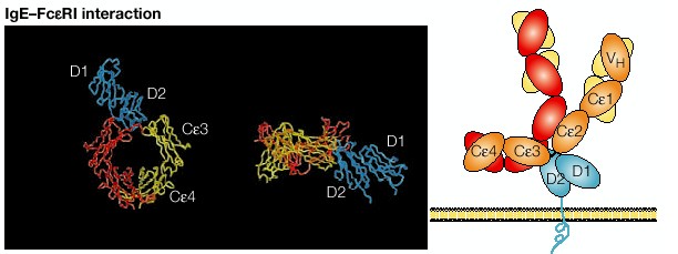 eosinofili, DC, cellule di Langerhans, mastcellule FcεRII (CD23) Struttura Dominio EC lectinico Dominio TM Dominio IC Bassa affinità per IgE (Kd