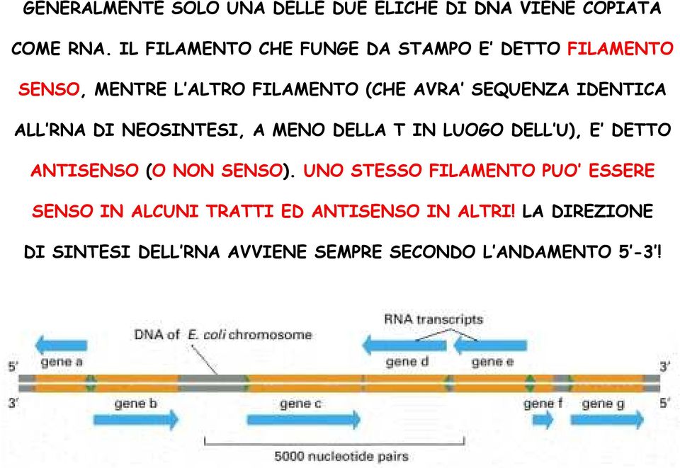 IDENTICA ALL RNA DI NEOSINTESI, A MENO DELLA T IN LUOGO DELL U), E DETTO ANTISENSO (O NON SENSO).