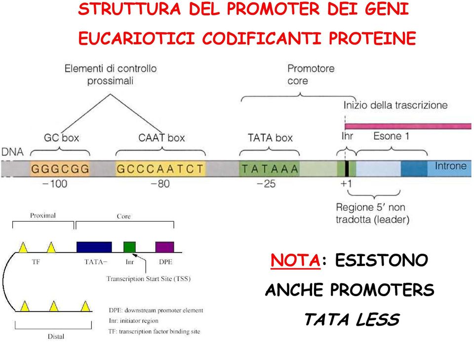 CODIFICANTI PROTEINE NOTA: