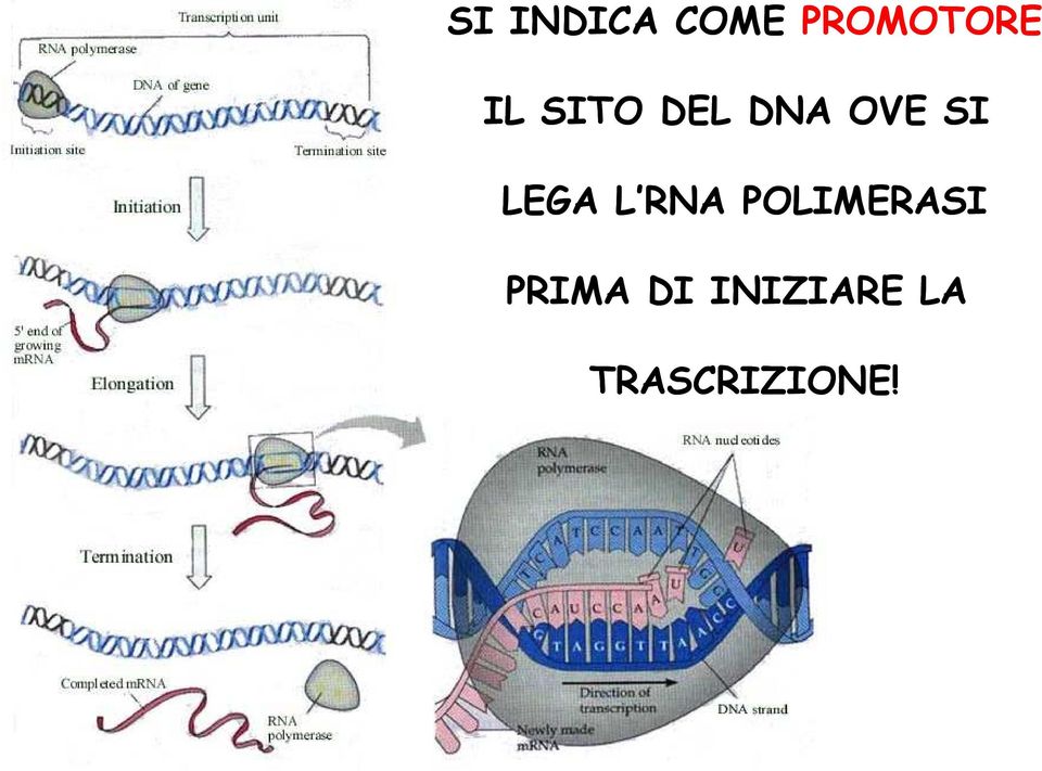 LEGA L RNA POLIMERASI