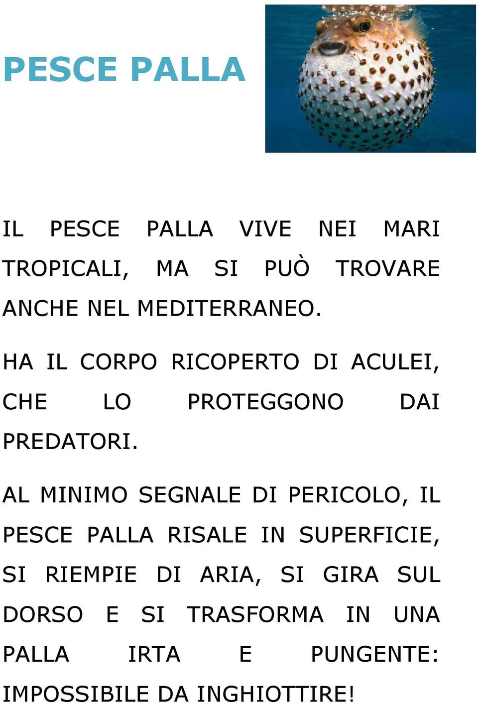 AL MINIMO SEGNALE DI PERICOLO, IL PESCE PALLA RISALE IN SUPERFICIE, SI RIEMPIE DI