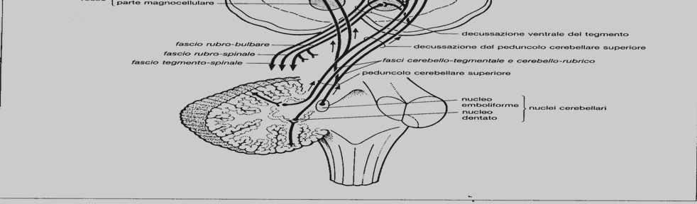 Il cervelletto è in connessione sia con il sistema nervoso periferico, sia con altri sistemi motori e sensitivi.