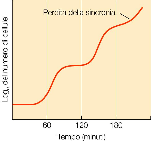 Sincronizzazione delle colture microbiche Metabolismo Sbalzi