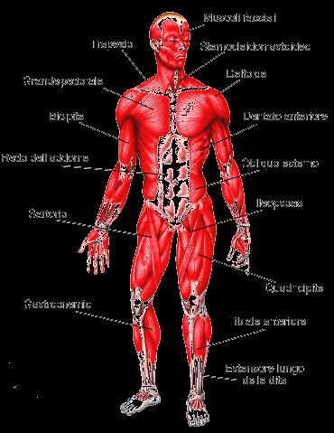 Proprietà dei Muscoli Qualsiasi movimento del nostro corpo è eseguito dai muscoli.