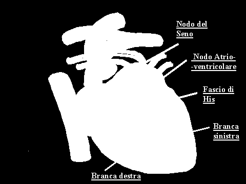 Dal nodo senoatriale, il pacemaker naturale del cuore, situato nell'atrio destro, gli impulsi si diffondono attraverso gli atri e raggiungono il nodo atrioventricolare, collegato a un fascio di fibre