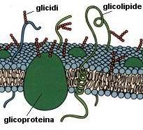 CARBOIDRATI Si trovano legati sia alle proteine che ai lipidi glucidi glicoproteina Glicoproteine Glicolipidi