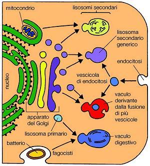 nucleo Vescicole che derivano dall apparato di Golgi e contengono enzimi idrolitici (idrolasi acide),capaci di demolire proteine, glucidi, lipidi e ac. nucleici riducendole ai loro monomeri.