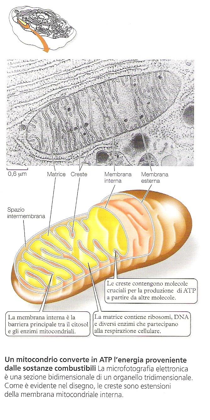 La matrice contiene ribosomi, DNA e diversi enzimi che partecipano alla respirazione cellulare.