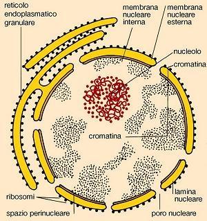 nei tempi e nelle quantità richieste dalla fisiologia della cellula. Di regola ne è presente uno per cellula, ma esistono eccezioni: i globuli rossi ne sono privi, le c.
