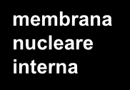 Nucleo Contiene il materiale genetico, dunque è il sito della duplicazione del DNA e della sintesi dell RNA.