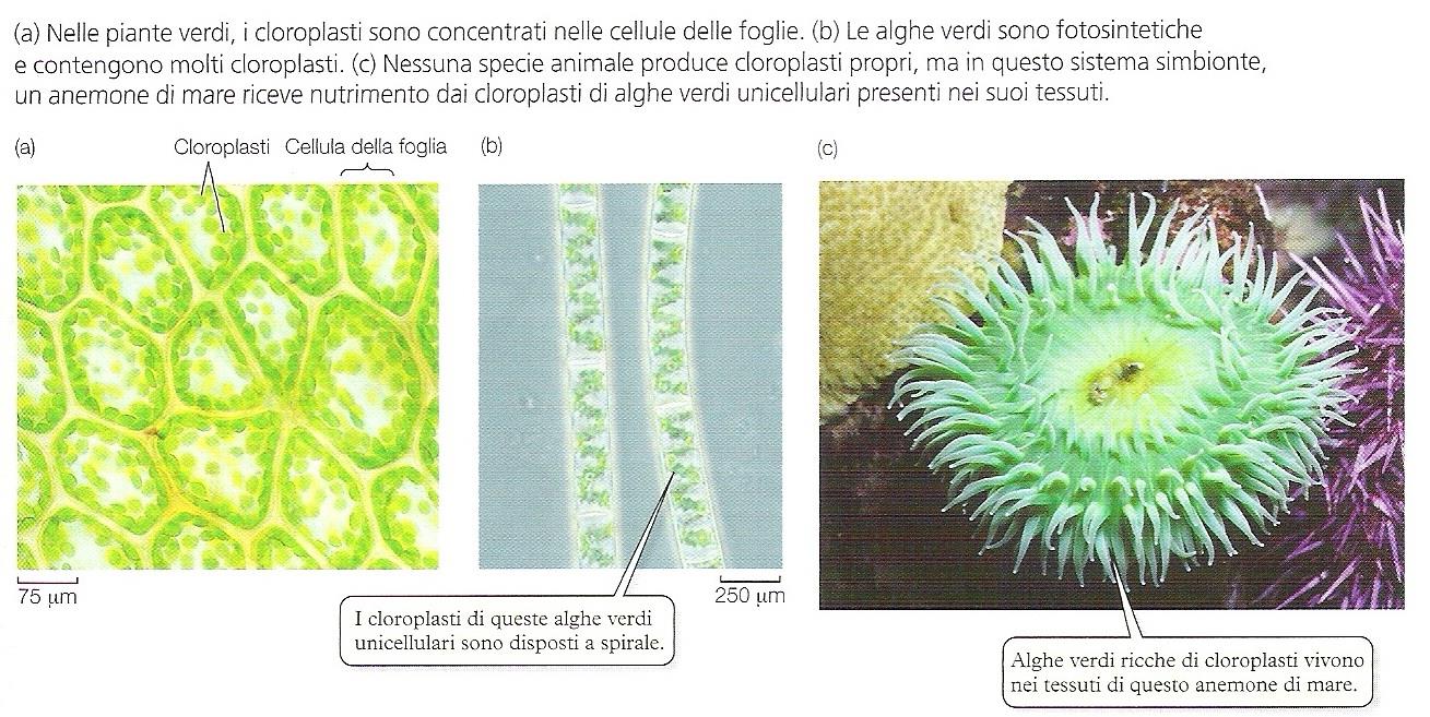 La clorofilla è associata alle membrane dei tilacoidi, sacculi appiattiti che se impilati insieme vanno a formare i grana. Tali pigmenti captano l en.