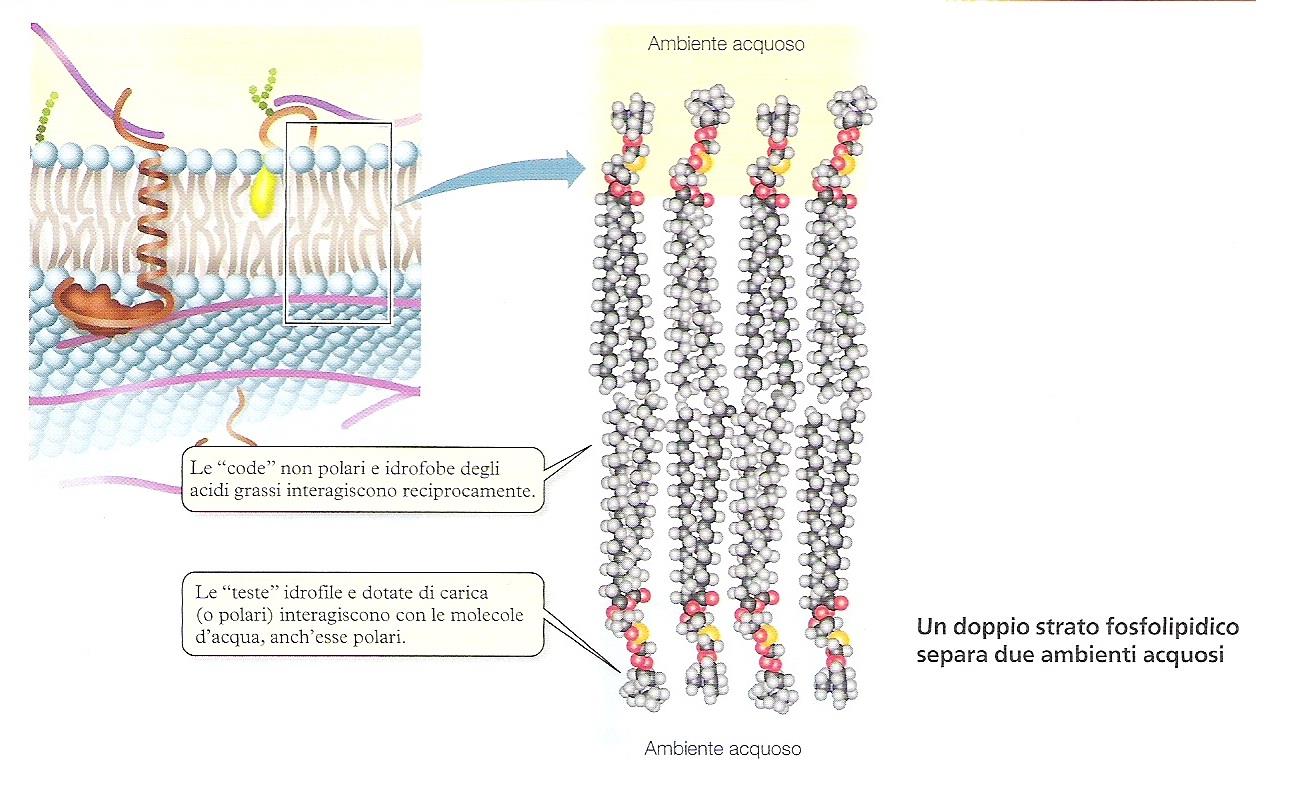 Ambiente acquoso Le code non polari e idrofobe degli acidi grassi Interagiscono reciprocamente.