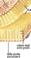 LIPIDI Fosfolipidi si dispongono in doppio strato a causa della polarità della molecola testa idrofilica