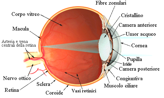 85 Il globo oculare Tessuti trasparenti per facilitare il passaggio della luce Fondo scuro per evitare luce riflessa (degrada la qualita dell immagine) Diaframma regolabile