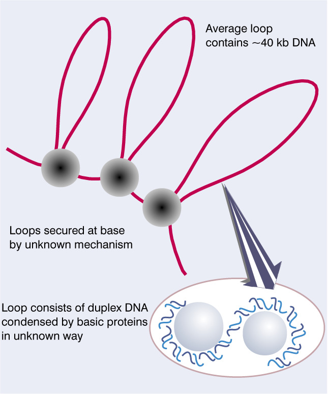 La struttura ad anse del nucleoide batterico assicura l efficiente condensazione del DNA all interno