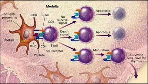 L Immunologia si occupa dello studio del sistema immunitario, del suo sviluppo, della sua