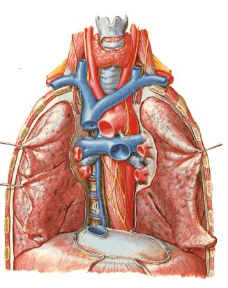 Mediastino Medio Parte terminale Azygos Bronchi primari