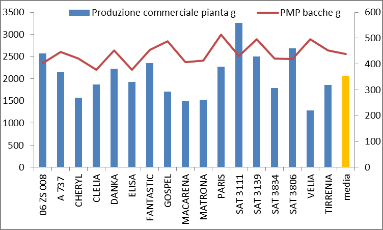 3.1.2 Produzione e Visualizzazione grafica produzione commerciale a pianta e peso medio ponderato delle bacche tipologia allungata 3.