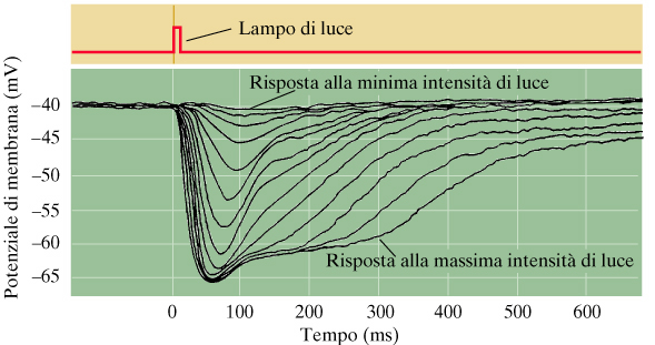 La chiusura dei canali ionici determina