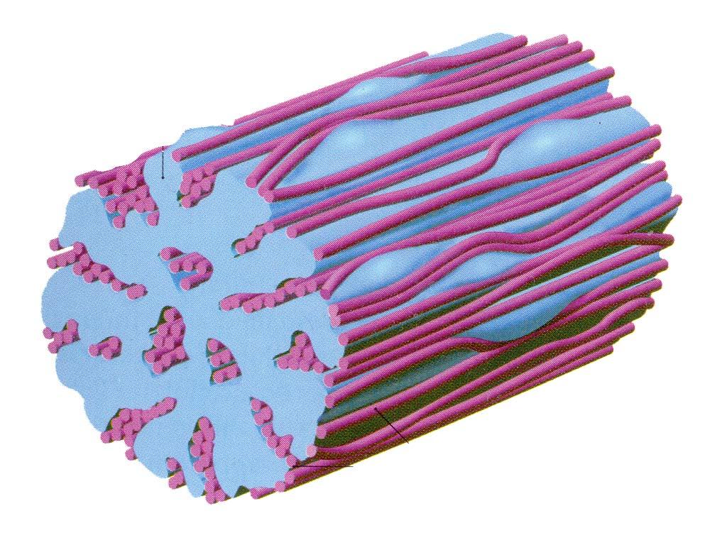 fibre elastiche fibrillina elastina le fibre