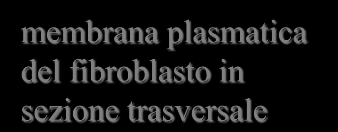 Fibroblasto membrana plasmatica del