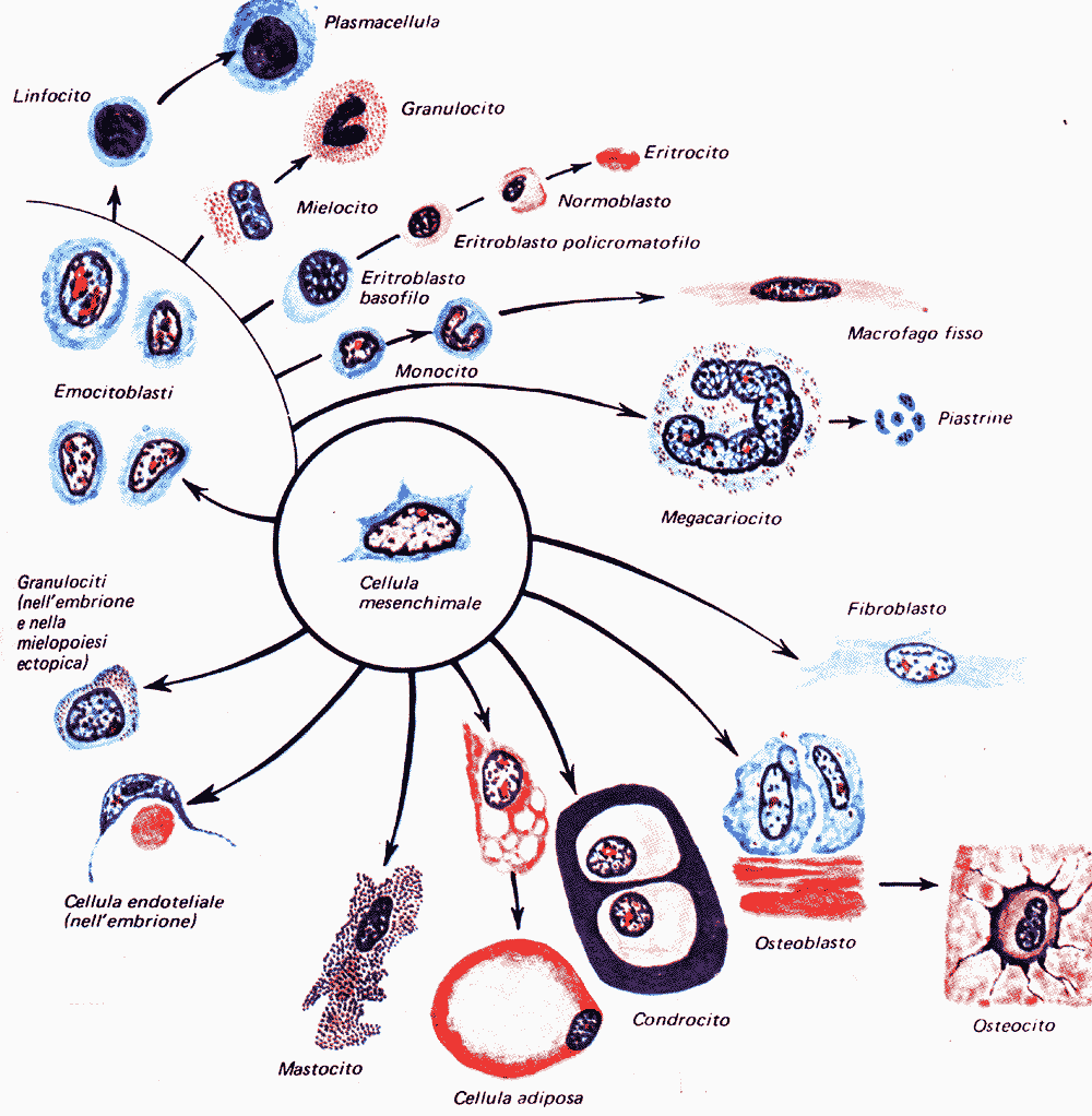 Origine delle cellule connettivali Derivano tutte, direttamente o indirettamente durante lo sviluppo