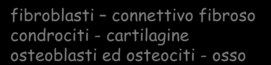 TESSUTO CONNETTIVO CELLULE MATRICE EXTRACELLULARE fibroblasti connettivo fibroso condrociti - cartilagine osteoblasti ed osteociti - osso Fibre Collaginee Elastiche Proteoglicani