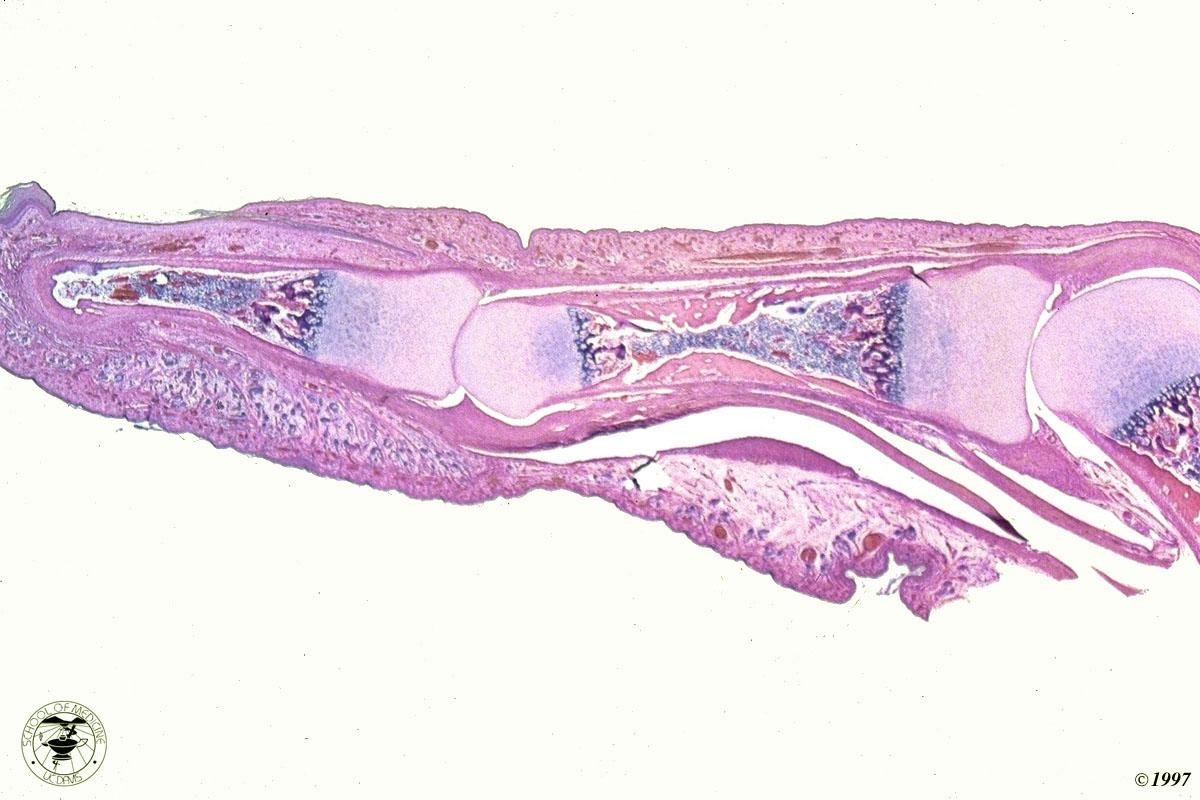 ruolo della cartilagine nello sviluppo