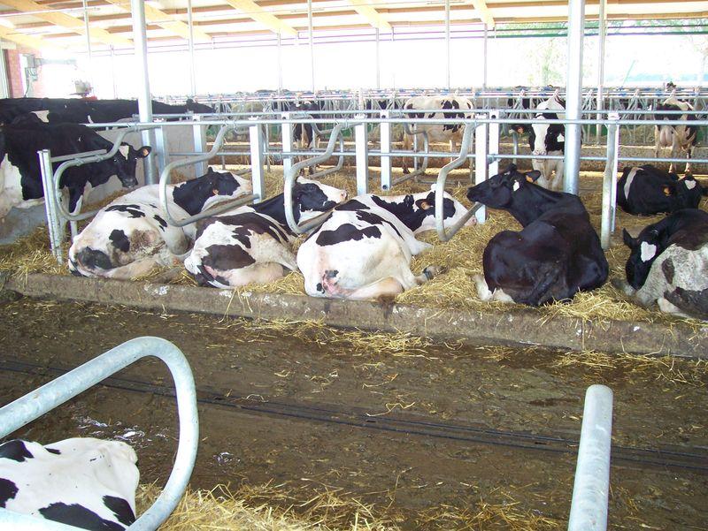 INCONTRO TECNICO Le nostre vacche riposano abbastanza per produrre quanto potrebbero?