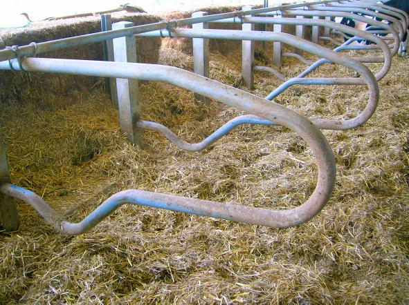 Cuccetta a buca con paglia 2-3 kg/d per vacca distribuita 2-3 volte/settimana VANTAGGI Buon livello di pulizia degli