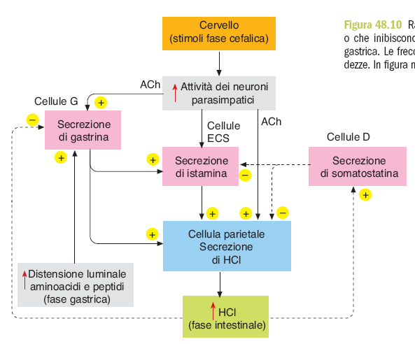 Secrezione di HCl dallo stomaco durante la fase cefalica e gastrica Gastrointestinale_3 L inibizione di HCl sulla gastrina e della somatostatina su HCl