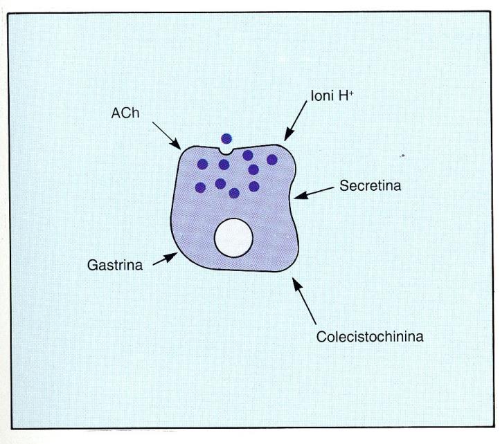 Secrezione di pepsinogeno dalle cellule principali gastrina Ach H+ secretina CKK ACh, H +, secretina, gastrina e CCK stimolano la secrezione di pepsinogeno,