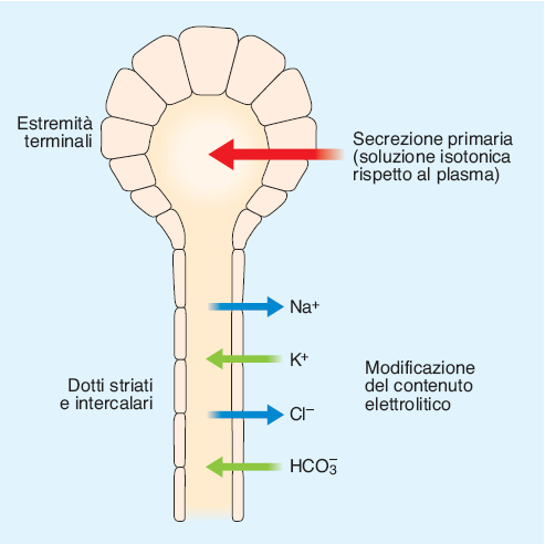 Secrezione di H 2 O e sali salivari dotto Secrezione primaria: soluzione isotonica rispetto al plasma Modificazione Modello di secrezione a due stadi: la secrezione all estremità terminale è