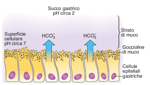 La mucosa gastrica Muco, acido e pepsinogeno: secreti da cellule diverse.