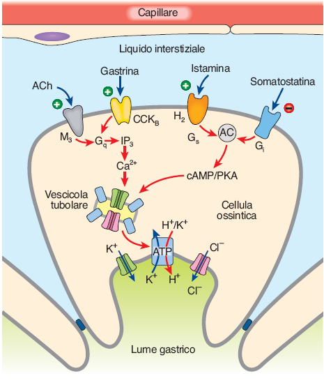Secrezione di HCl dalle cellule parietali: stimolazione neuro-ormonale ACh, istamina, gastrina, stimolano la secrezione di HCl somatostatina, atropina