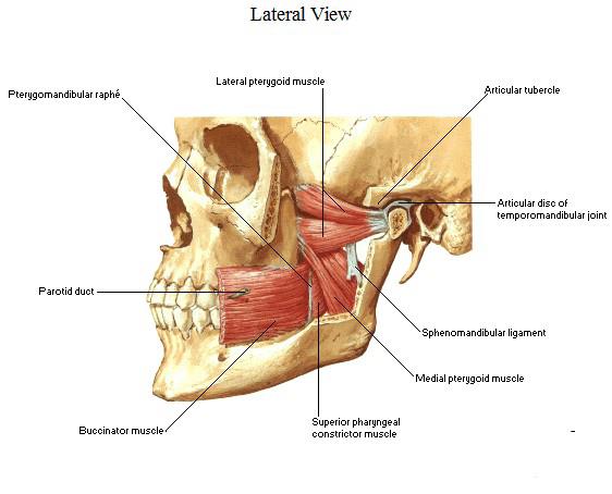 2- ESAME DELLE FUNZIONI MOTORIE Esplorazione dei muscoli masticatori: Temporale e massetere: chiusura della bocca.