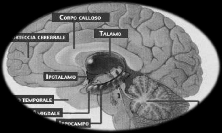 Gli animali omeotermi utilizzano dei meccanismi endogeni di termoregolazione.