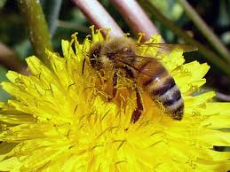 L ape è un insetto molto speciale, vola di fiore in fiore