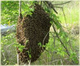 DOVE VIVE L'APE? L ape è un insetto sociale e per questo vive in colonie numerose.