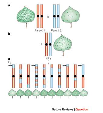 Quantitative Trait Locus (QTL) Un QTL è una regione di DNA associata ad un particolare carattere quantitativo.