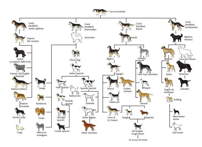 La selezione artificiale Selezione intenzionale e programmata delle caratteristiche biologiche di una specie o popolazione che non risponde ai criteri di autoorganizzazione propri dell ambiente