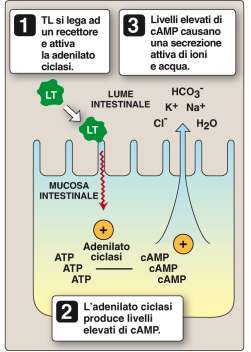 MALATTIE INTESTINALI Causate da ceppi enteropatogeni. 1.